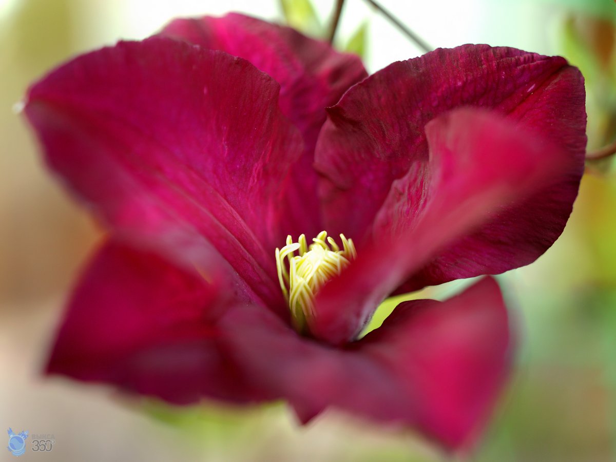 Цветок Бренайзер